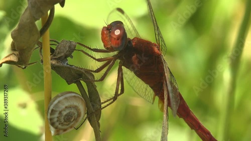 Crocothemis erythraea, dragonfly in family Libellulidae, broad scarlet, common scarlet-darter, scarlet darter, scarlet dragonfly sitting on stem of grass on green background. Macro view insect photo