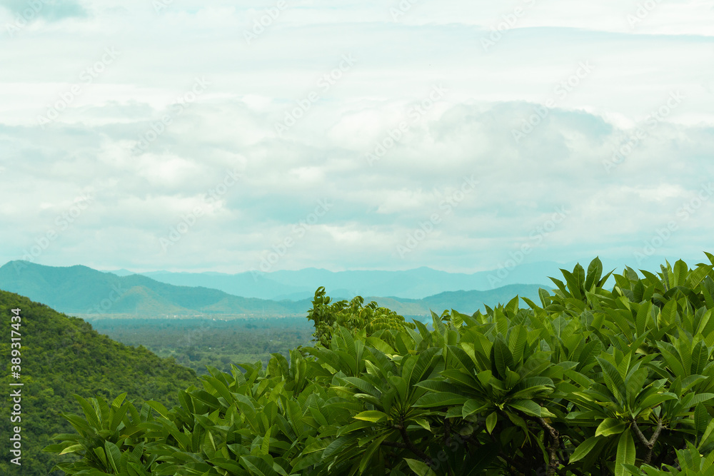 Natural Green leaves against the blue sky in the morning. Perfect landscape. Background and wallpaper concept. Natural Green leaves against the blue sky in the morning. Perfect landscape. Background and wallpaper concept.