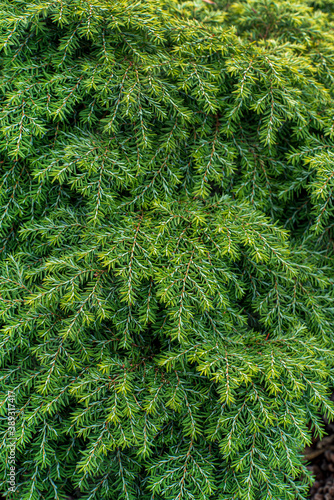 coniferous plants in the garden