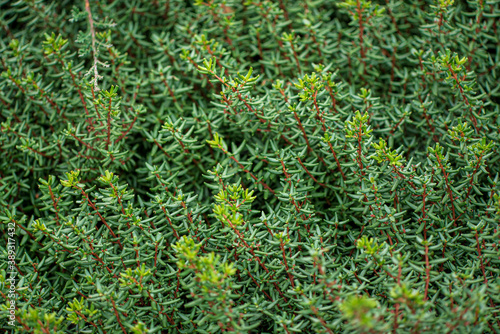 coniferous plants in the garden