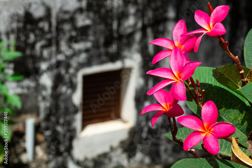 Background with pink tropical plumeria flowers on Vintage wall background. Copy Space for text.
