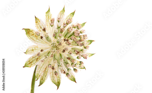 astrantia flower isolated
