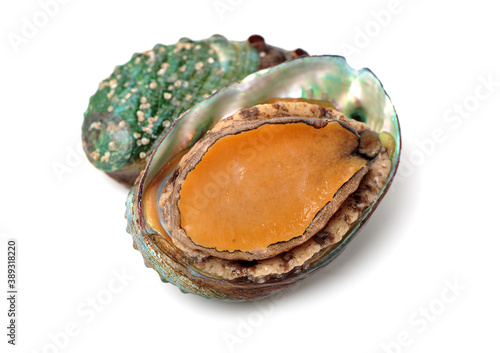 Raw abalones on the white background 