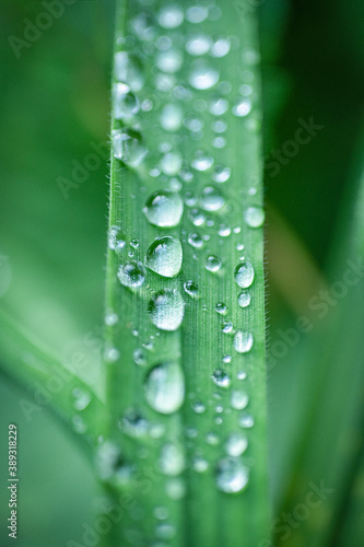 water drops on green leaf macro