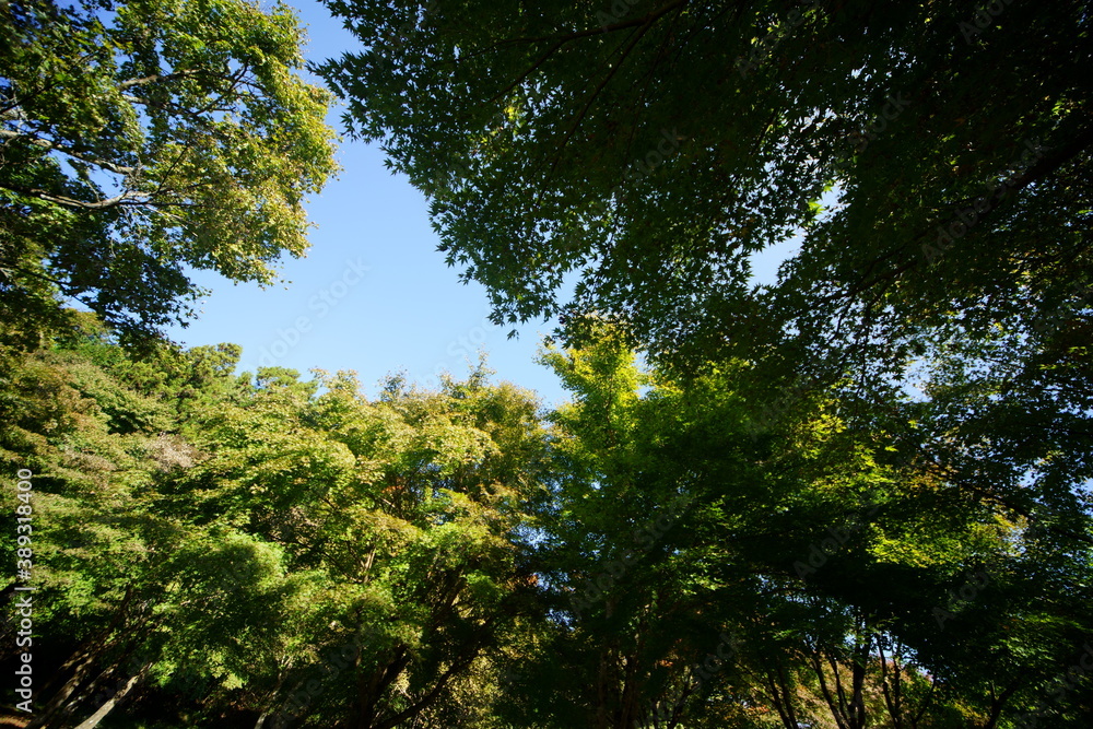 You can enjoy beautiful clear skies of autumn today. You can enjoy beautiful clear skies of autumn today.