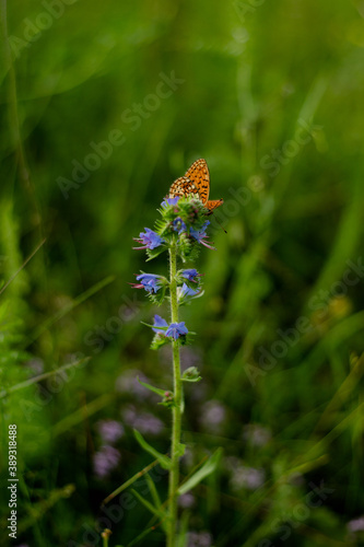Butterfly on a violet flower  © fotoartcluj