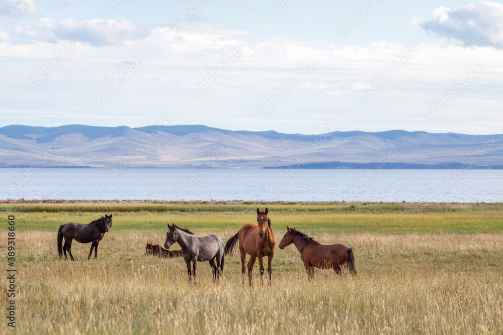 horses grazing in a field