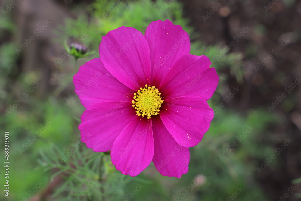 秋の野原に咲くコスモスの濃いピンクの花 秋の野原に咲くコスモスの濃いピンクの花