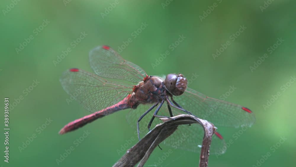 Crocothemis erythraea, dragonfly in family Libellulidae, broad scarlet, common scarlet-darter, scarlet darter, scarlet dragonfly sitting on stem of grass on green background. Macro view insect Crocothemis erythraea, dragonfly in family Libellulidae, broad scarlet, common scarlet-darter, scarlet darter, scarlet dragonfly sitting on stem of grass on green background. Macro view insect