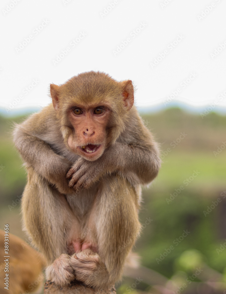 Portrait of naughty brown Indian monkey sitting on a rock in Madhya Pradesh, India. Portrait of naughty brown Indian monkey sitting on a rock in Madhya Pradesh, India.