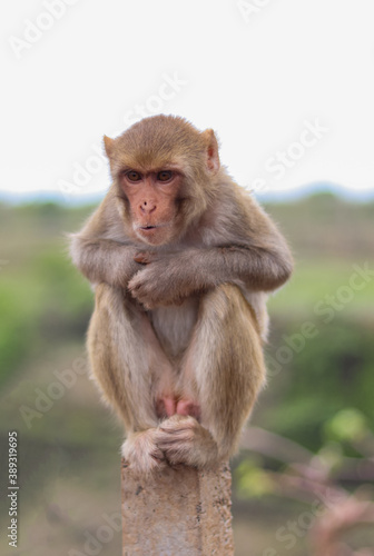 Portrait of indian macaque sitting on a stone in the jungle Madhya Pradesh, India. © Abhijeeth