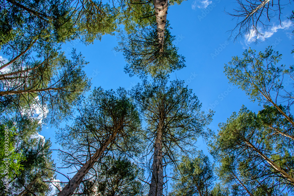 Tree cones create beauty in patterns in the sky Tree cones create beauty in patterns in the sky