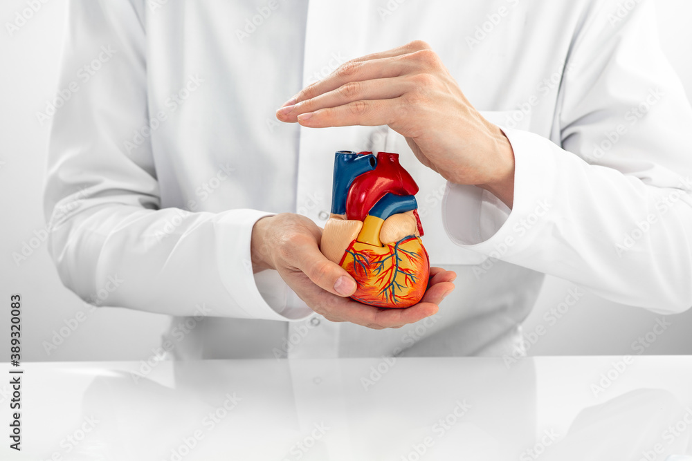 Medical support for human cardiac health. Cardiologist wearing medical coat holding a model heart in his hands Medical support for human cardiac health. Cardiologist wearing medical coat holding a model heart in his hands