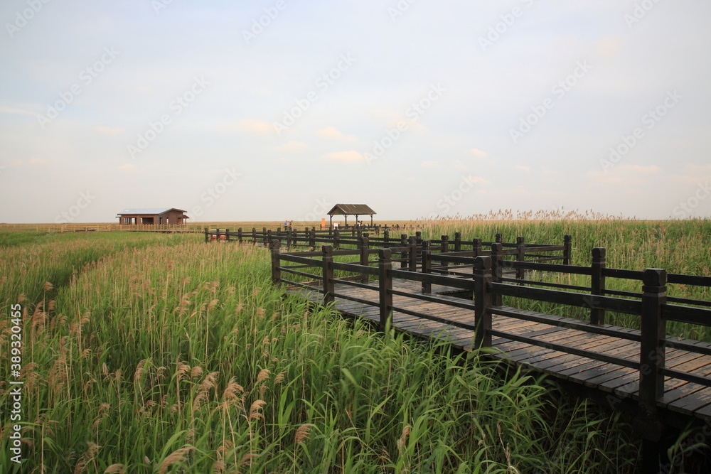 View of Chongming Dongtan Birds National Natural Reserve with reed and grass land in Chongming Island, Shanghai, China