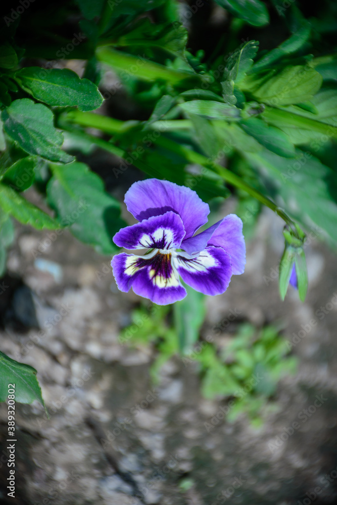 Granny has Pansy flowers in her garden Granny has Pansy flowers in her garden