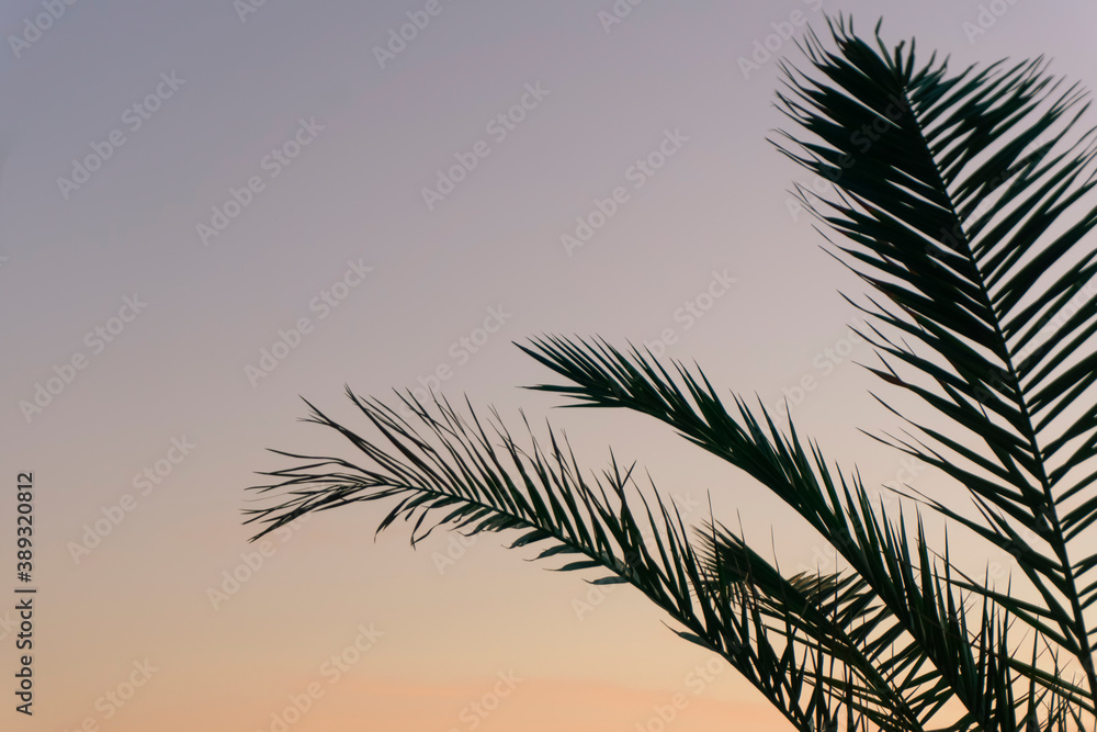 Palm leaves background. Tropical palm branch against the background of sunset and clear sky Palm leaves background. Tropical palm branch against the background of sunset and clear sky