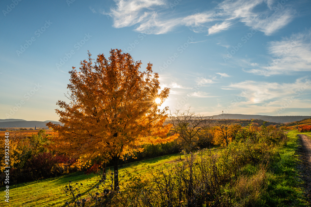 Naklejka premium autumn landscape with trees