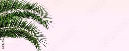 Palm leaves banner background. Tropical palm branch against the background of clear sky.