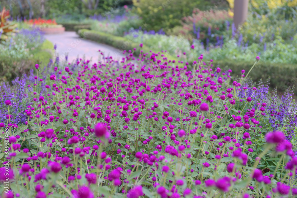 field of flowers