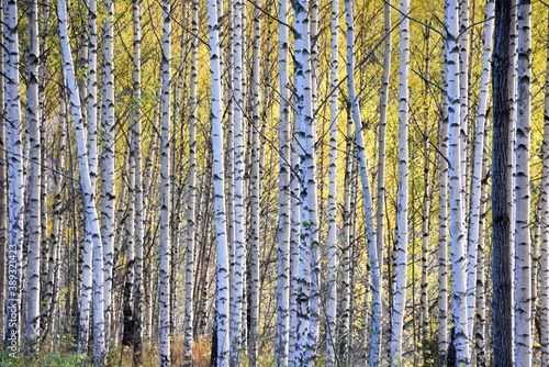 Autumn colors in birch forest closeup on white birch stems tree trunks