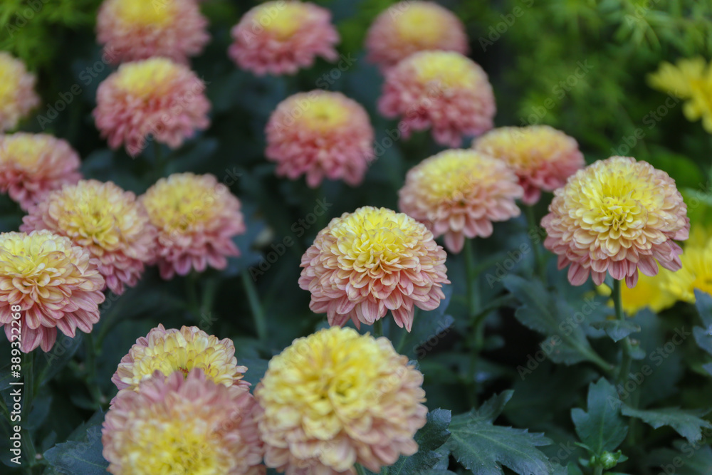 Dalia, ダリア Dalia, ダリア