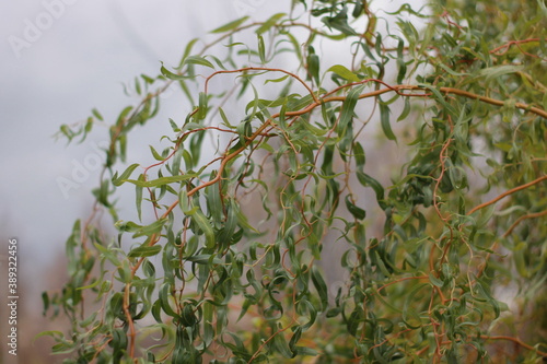 willow Salix matsudana branch 