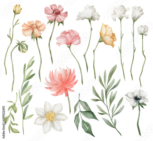 Watercolor set with bright summer flowers and leaves. Chrysanthemum, carnation, rose, poppy, branches. Meadow wildflower, leaves, spring field. Watercolor botanical illustration isolated on white