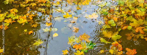 Leaves floating in water puddle. Rainy autumn.