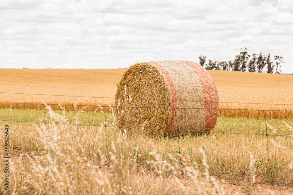 One hay bale in fenced partially harvested paddock