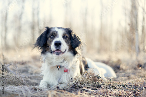 Loyal dog on the background of the morning frosty forest illuminated by the rays of the rising sun