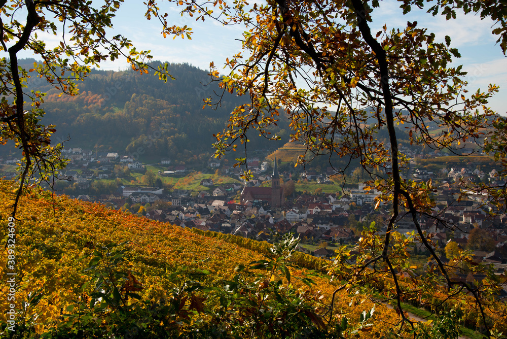 Weinberge oberhalb von Kappelrodeck im Schwarzwald Weinberge oberhalb von Kappelrodeck im Schwarzwald