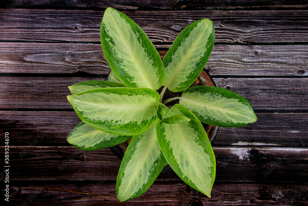 Fresh green leave Fresh green leave