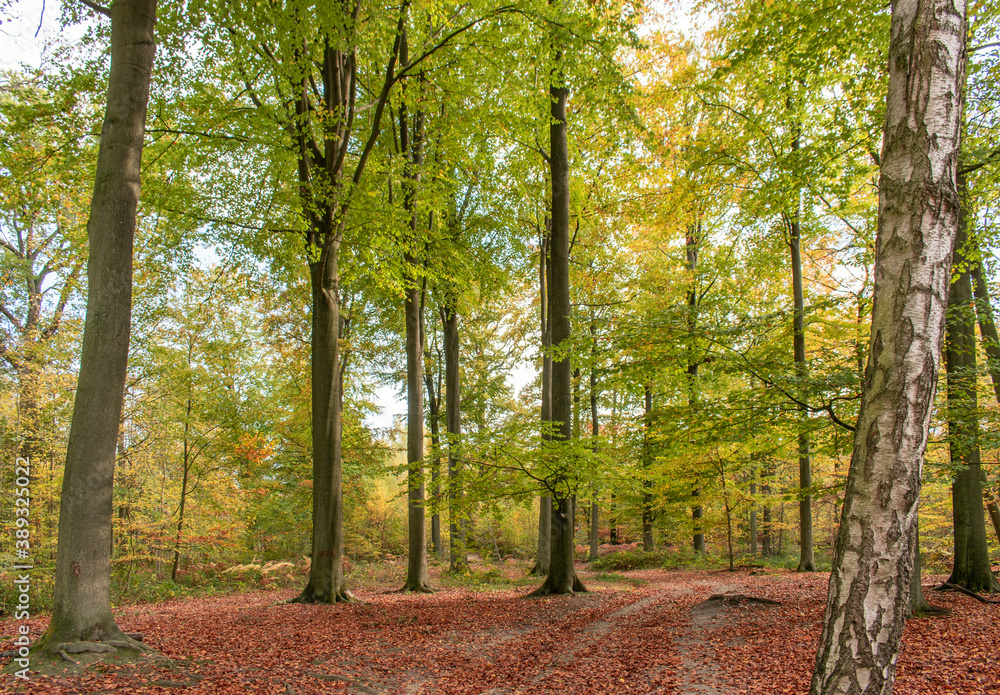 Fototapeta premium Bois sous le soleil en automne