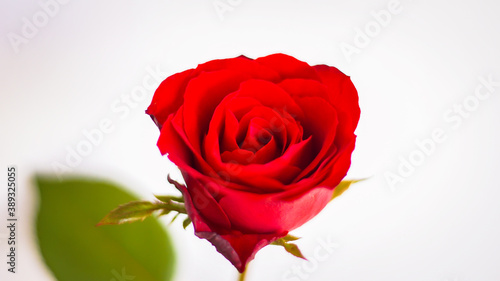 A red rose on a white background