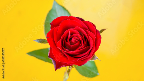 Fototapeta Naklejka Na Ścianę i Meble -  A red rose on a yellow background