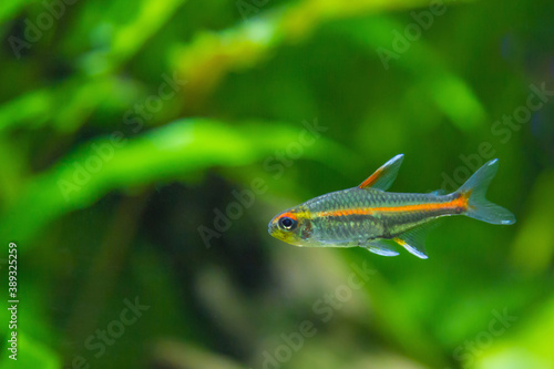 Pack aquarium fish hemigrammus erythrozonus, gracilis. photo