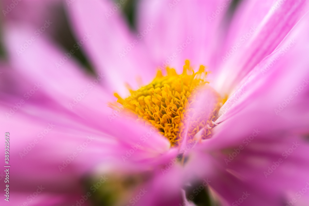 Background of pink chrysanthemums close-up. Beautiful delicate chrysanthemums bloom in the autumn garden. Macro background of petals in selective focus. Flower design Wallpaper greeting cards calendar