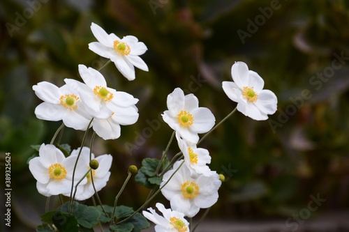 Fototapeta Naklejka Na Ścianę i Meble -  Japanese anemone flowers / Ranunculaceae perennial
 grass