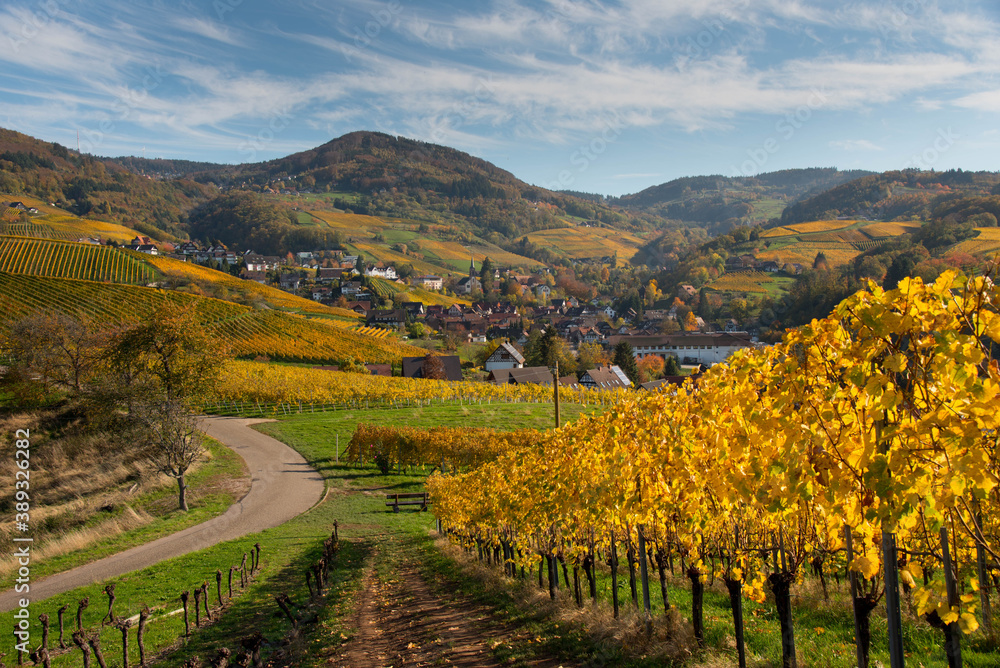 Naklejka premium WEinberge rund um Oberkirch in der herbstlichen Orteanu