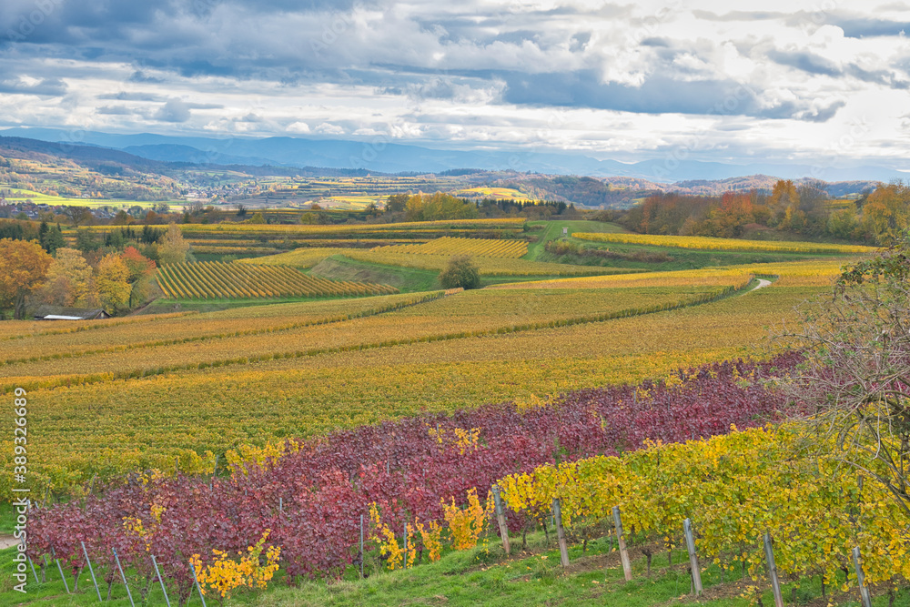 Fototapeta premium Weinberge rund um Ettenheim im Ortenaukreis