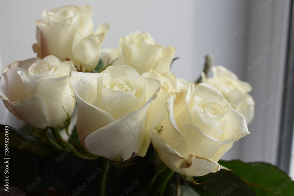 Obraz premium Beautiful rose