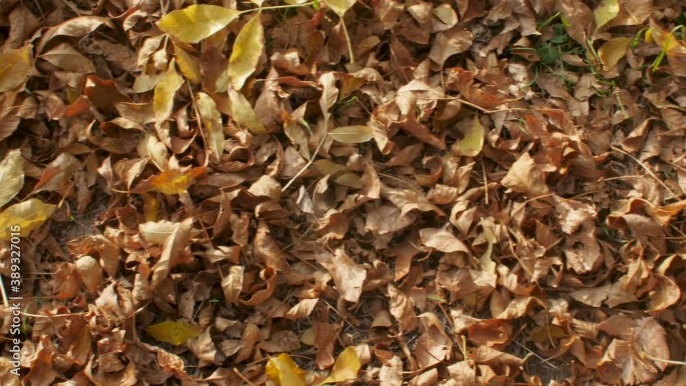 Golden autumn leaves background on the ground, leaf fall in forest , top view Golden autumn leaves background on the ground, leaf fall in forest , top view