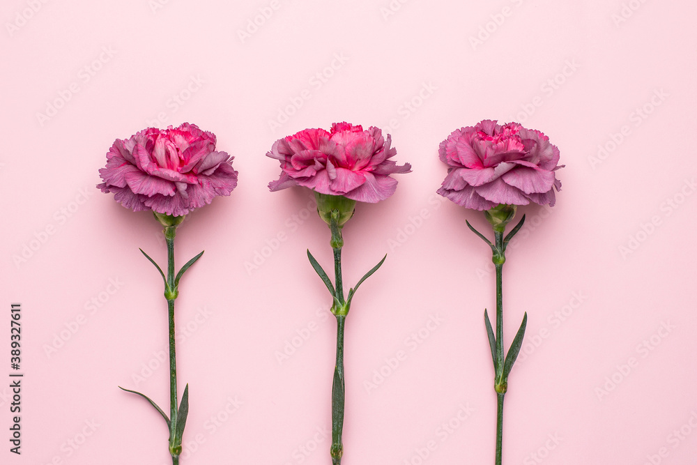 Lilac flowers carnation on a pink background, holiday present card Lilac flowers carnation on a pink background, holiday present card