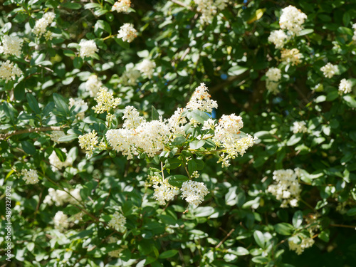 Foto Ligustrum vulgare | Wild privet or common privet with blooming of creamy-white f
