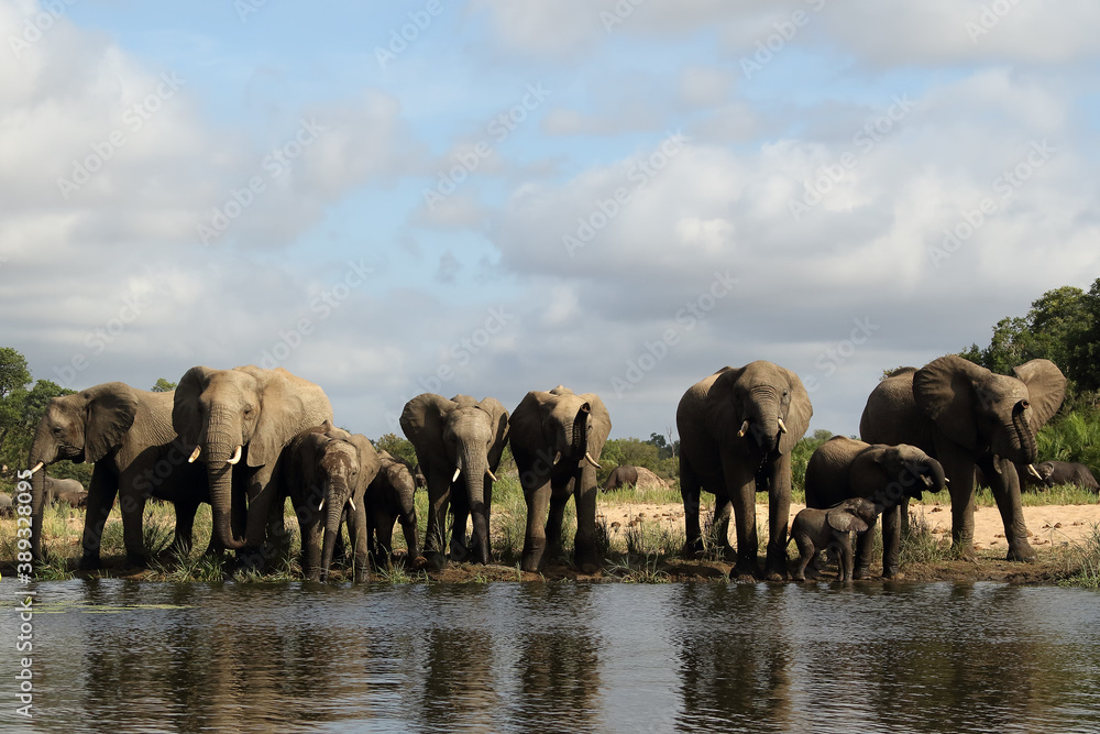 Fototapeta premium African bush elephant (Loxodonta africana) ,family at the waterhole with clouds in the sky