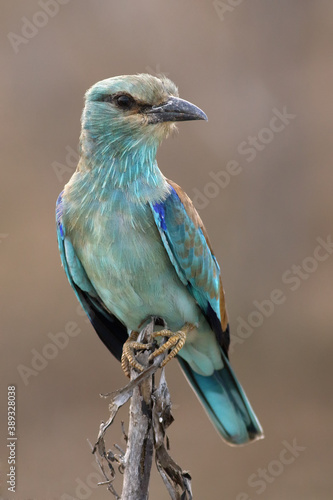The European roller (Coracias garrulus) sitting on the branch with brown background, in winter time in Africa © Karlos Lomsky