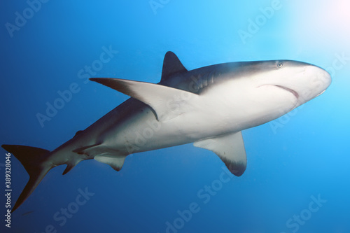 The Caribbean reef shark  Carcharhinus perezii  swims over reef in blue.