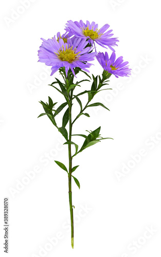 Twig of purple aster amellus flowers