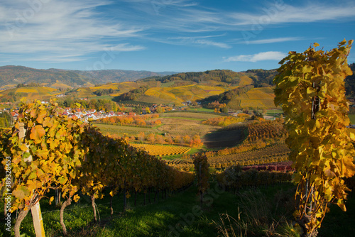 Herbstliche Weinberge bei Oberkirch Bottenau im Ortenaukreis