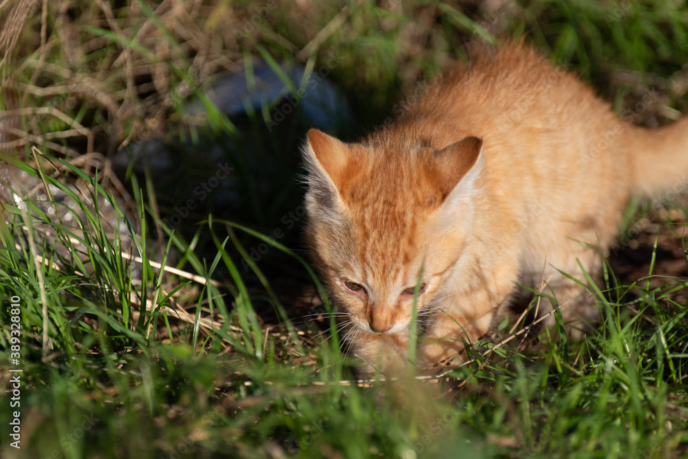 興味津々な子猫　茶トラ猫